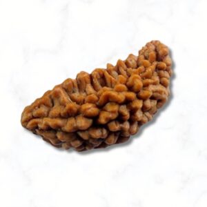 1 Mukhi Rudraksha