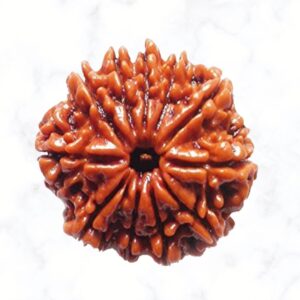 11 Mukhi Rudraksha