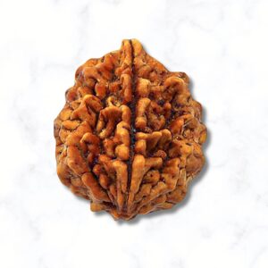 2 Mukhi Rudraksha