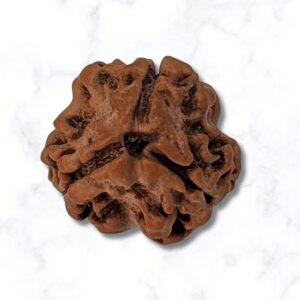 3 Mukhi Rudraksha