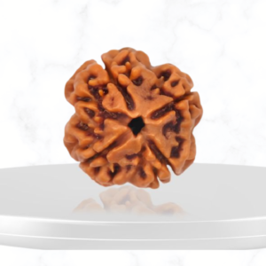 4 Mukhi Rudraksha
