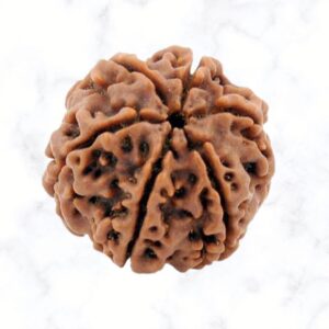 6 Mukhi Rudraksha