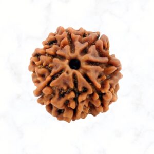 7 Mukhi Rudraksha