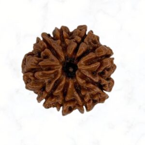 9 Mukhi Rudraksha